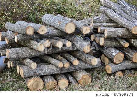伐採した木 97809871