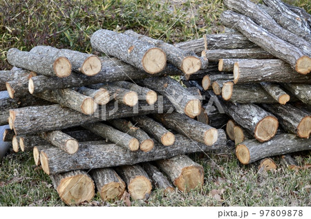 伐採した木 97809878