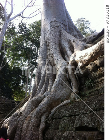 カンボジアタプローム7 97810119