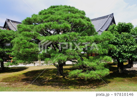 世界遺産　日本の歴史を見守って来た元離宮二条城 97810146