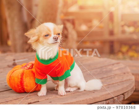 Pet and pumpkin, Halloween. The dog is a white and red long-haired chihuahua in orange clothes. Pet and pumpkin, Halloween. The dog is a white and red long-haired chihuahua in orange clothes. 97810368