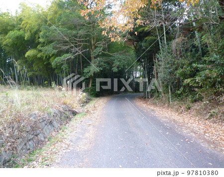 ちたの竹林 97810380