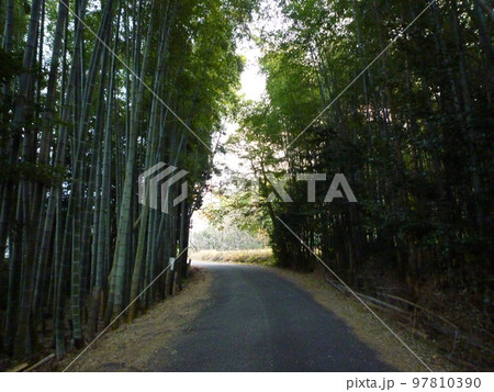 ちたの竹林 ちたの竹林 97810390