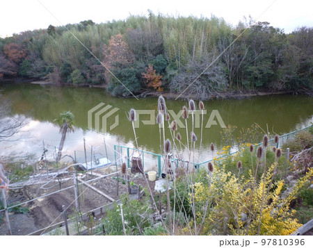 旧知多高等学校近くの池 97810396