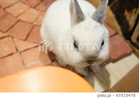 ネザーランド・ドワーフ（うさぎカフェ） 97810470