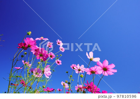 可愛い早朝のコスモス 97810596