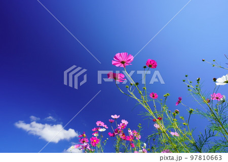 爽やかな早朝の秋空・恭仁京でコスモスを見上げる 97810663
