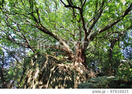 熊本県天草 西平椿公園のラピュタの木 熊本県天草 西平椿公園のラピュタの木 97810825