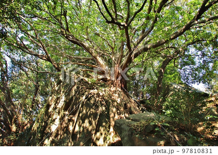 熊本県天草 西平椿公園のラピュタの木 熊本県天草 西平椿公園のラピュタの木 97810831