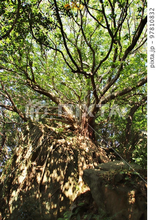 熊本県天草 西平椿公園のラピュタの木 熊本県天草 西平椿公園のラピュタの木 97810832