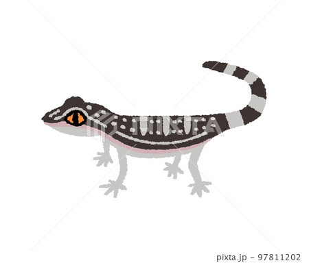 クロイワトカゲモドキの手描きイラスト 97811202