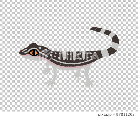 クロイワトカゲモドキの手描きイラスト 97811202