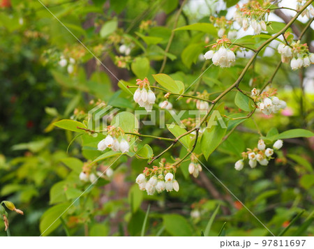 ブルーベリーの花 97811697