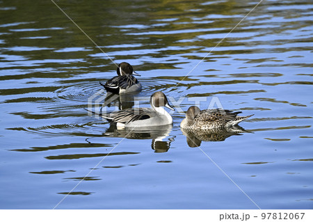 オナガガモ オナガガモ 97812067