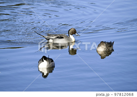 オナガガモ オナガガモ 97812068