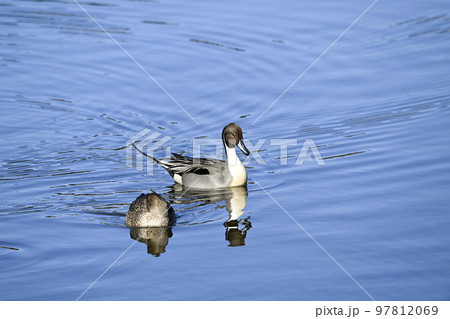 オナガガモ 97812069