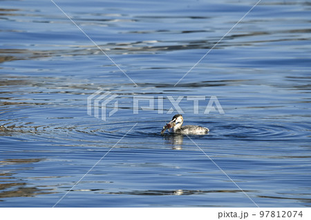 カンムリカイツブリ 97812074