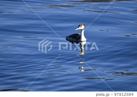 カンムリカイツブリ 97812084