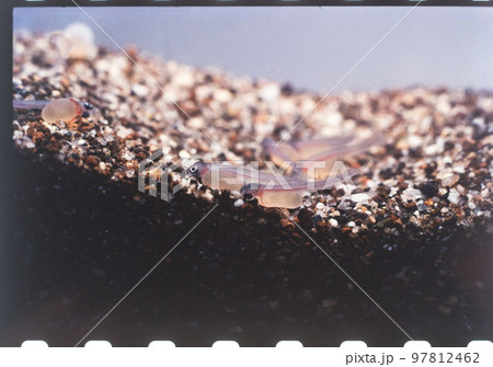 ヤマメ ヤマメ 97812462