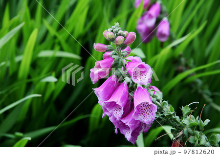 ジギタリスプルプレア 97812620