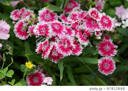 ナデシコ ナデシコ 97812688