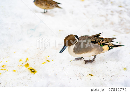 野生のカモ 97812772