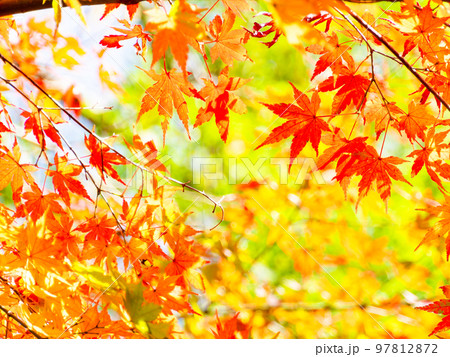 秋の景色 色とりどりの美しい紅葉 秋の景色 色とりどりの美しい紅葉 97812872
