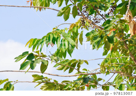 Lagerstroemia calyculata Kurz or lagerstroemia speciosa ,Queens flower or Lagerstroemia floribunda Jack var or floribunda Lythraceae or Thai crape myrtle 97813007