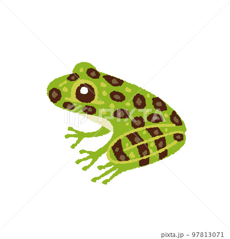 オキナワイシカワガエルの手描きイラスト 97813071