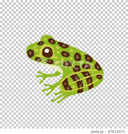 オキナワイシカワガエルの手描きイラスト 97813071