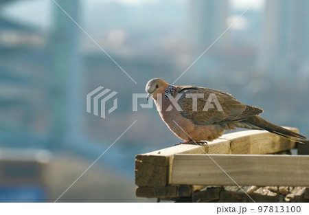 カノコバト、首の部分の白斑が由来。白斑を真珠に見立ててシンジュバトとも呼ばれる。 97813100