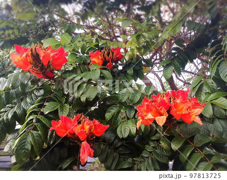 小笠原　ホウオウボクの花 97813725