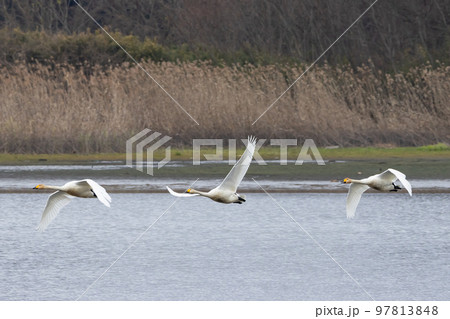 飛翔する白鳥 飛翔する白鳥 97813848