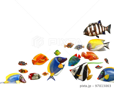 群れる海底の魚たち 97813863