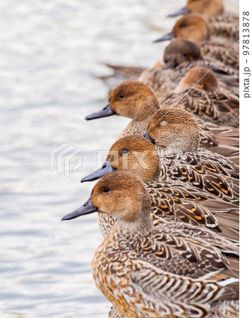北浦の冬の景色　湖畔を埋め尽くすカモの群れ 97813878