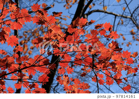 晴天の紅葉 晴天の紅葉 97814161