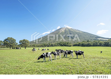 大山 で放牧中の牛たち(大山まきばみるくの里付近) 大山 で放牧中の牛たち(大山まきばみるくの里付近) 97814391