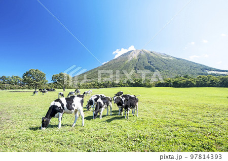 大山 で放牧中の牛たち（大山まきばみるくの里付近） 97814393