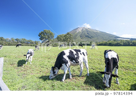 大山 で放牧中の牛たち（大山まきばみるくの里付近） 97814394