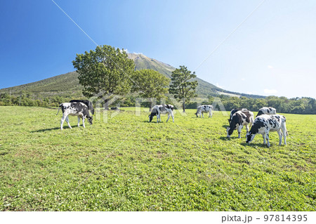 大山 で放牧中の牛たち（大山まきばみるくの里付近） 97814395