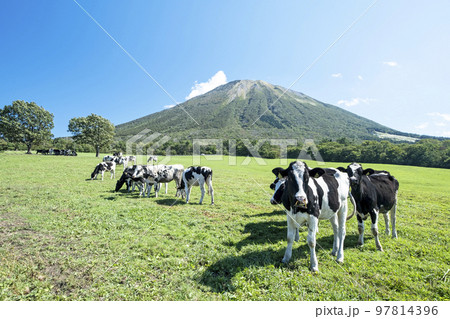 大山 で放牧中の牛たち（大山まきばみるくの里付近） 97814396