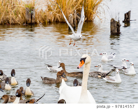 冬の北浦の景色　にぎやかで楽しいカモメたち 97814557