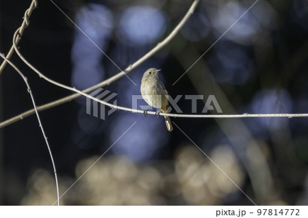 枯れた蔓にとまるジョウビタキ 97814772