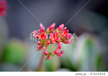 Kalanchoe blossfeldiana Poelln, Kalanchoe blossfeldiana or Flaming Katy or Kalanchoe or CRASSULACEAE 97814858