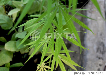 家庭菜園の大麻の葉の、ボケ味を交えたクローズアップアングル。 家庭菜園の大麻の葉の、ボケ味を交えたクローズアップアングル。 97815043