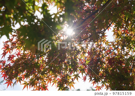 秋の森、鮮やかな赤と黄色に染まる美しい紅葉 97815159