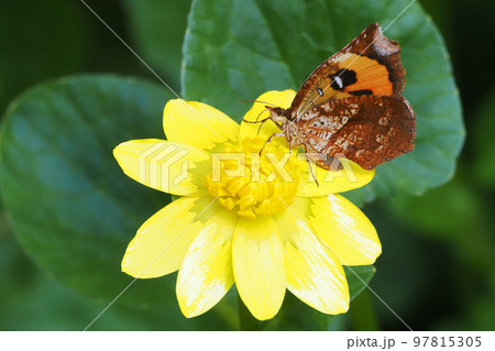 ヒメリュウキンカの花を吸蜜中のイカリモンガ ヒメリュウキンカの花を吸蜜中のイカリモンガ 97815305