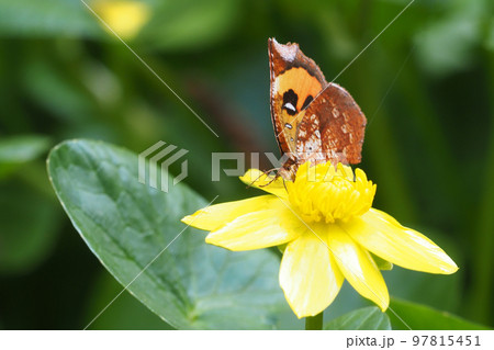 ヒメリュウキンカの花を吸蜜中のイカリモンガ ヒメリュウキンカの花を吸蜜中のイカリモンガ 97815451