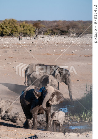 A Family of African Elephants near a waterhole in Etosha 97815452