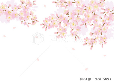 桜の花の背景イラスト 97815693